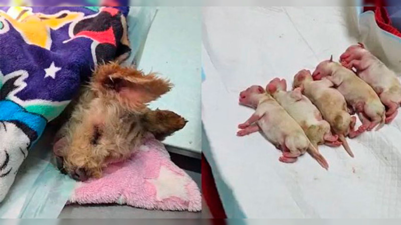 La perra embarazada que sobrevivió al infierno: La emocionante lucha por la vida de «Cereza» después de la dramática explosión en la Ciudad de México.