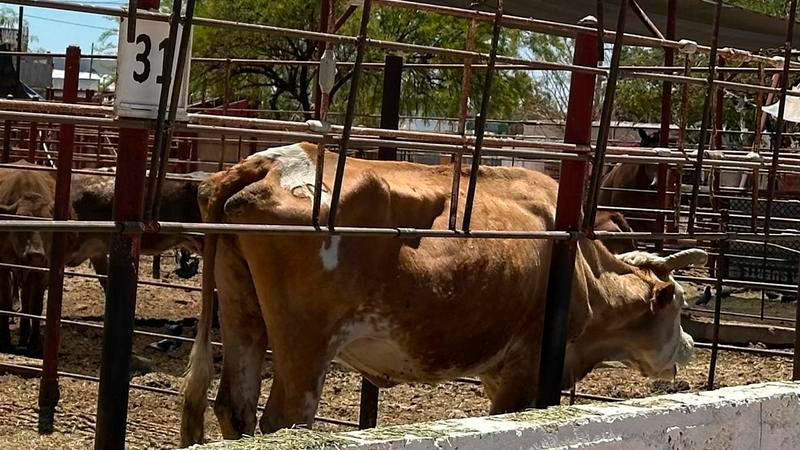 «Éxito en la lucha contra el gusano barrenador: agricultores cierran filas para proteger cosechas y sector económico»